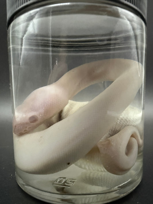 Albino Ball Python Wet Specimen