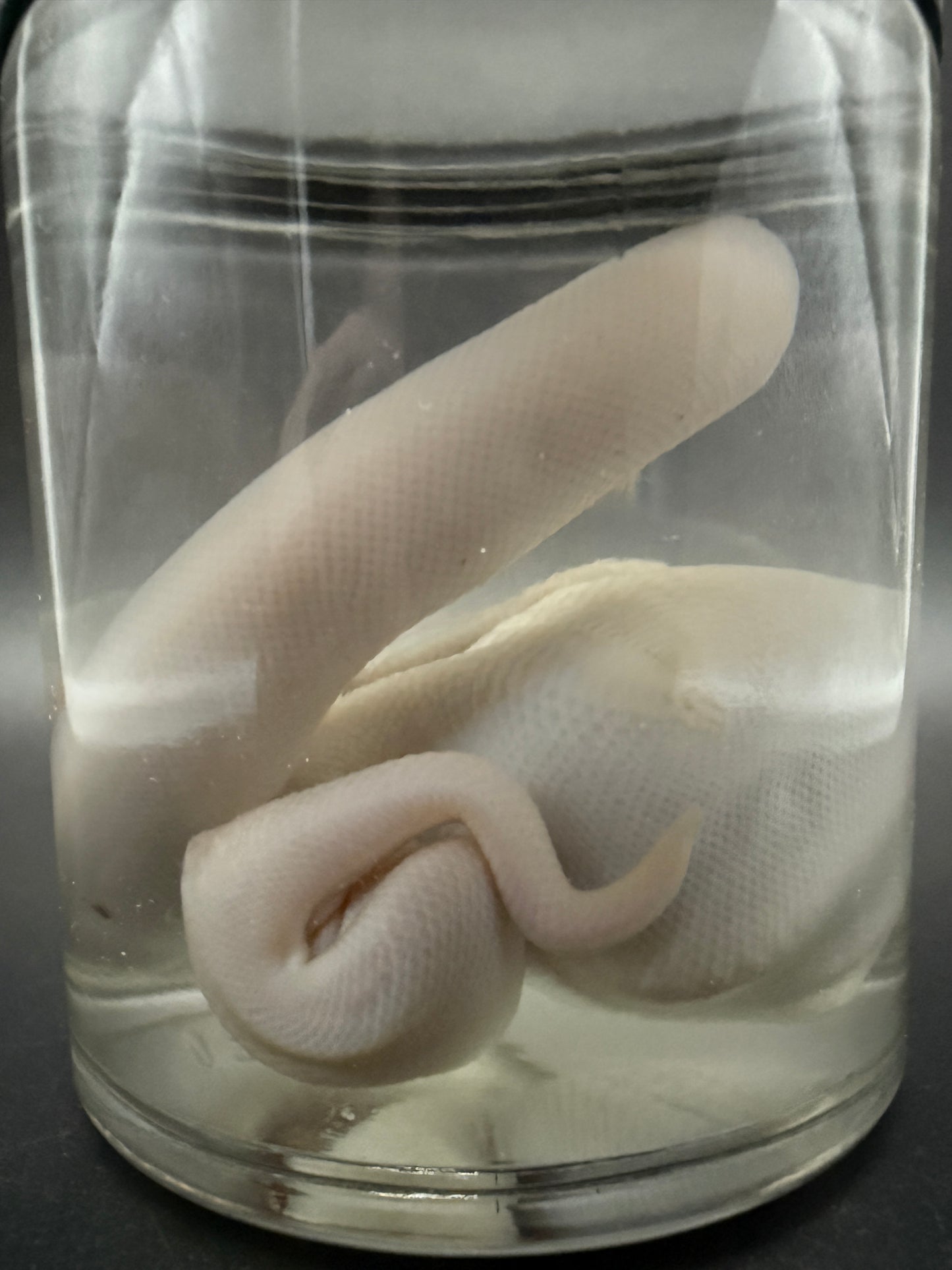 Albino Ball Python Wet Specimen