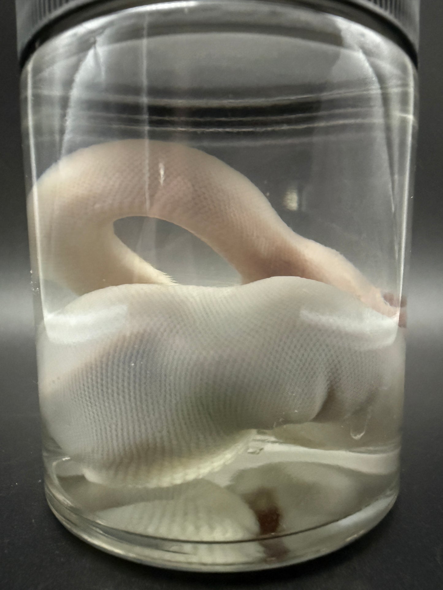 Albino Ball Python Wet Specimen