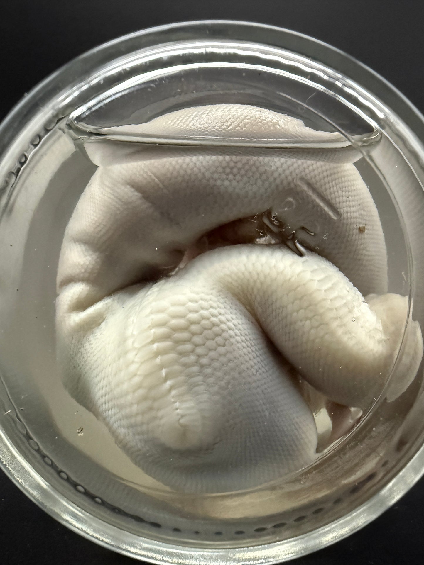 Albino Ball Python Wet Specimen