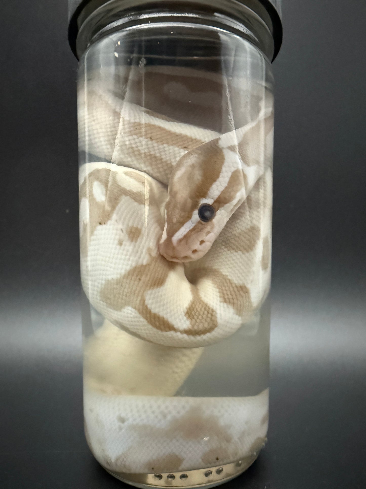 Albino Ball Python Wet Specimen