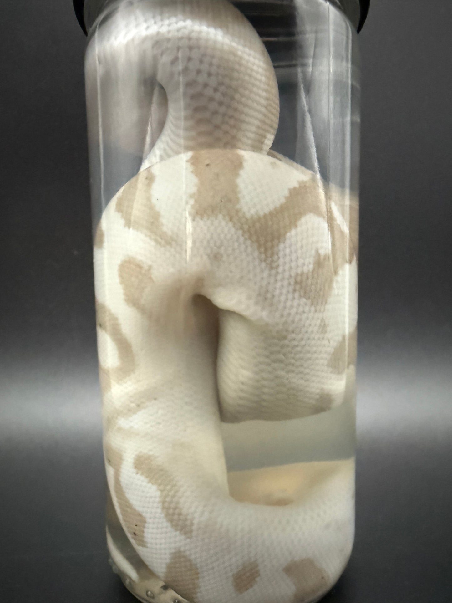 Albino Ball Python Wet Specimen