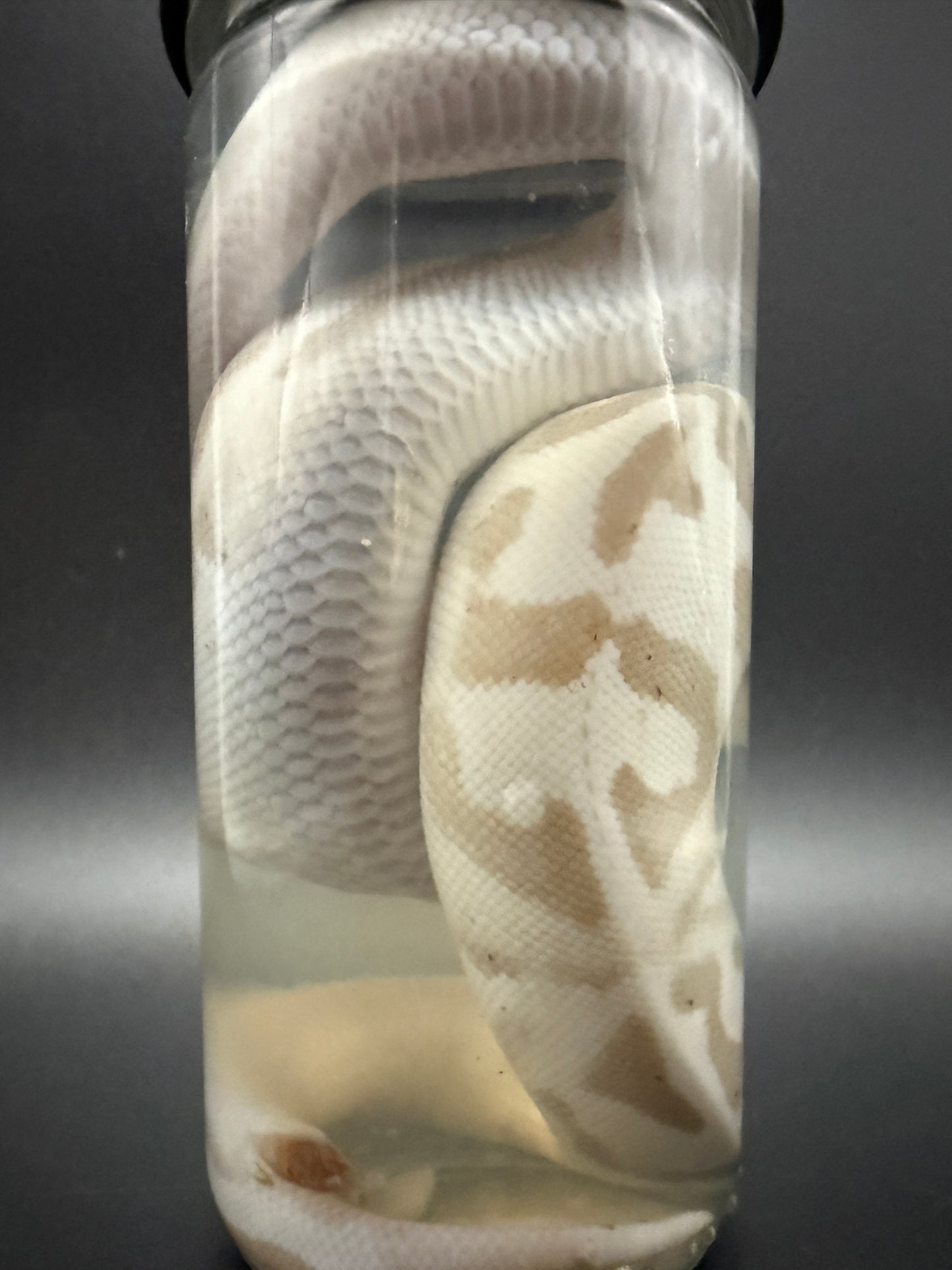 Albino Ball Python Wet Specimen
