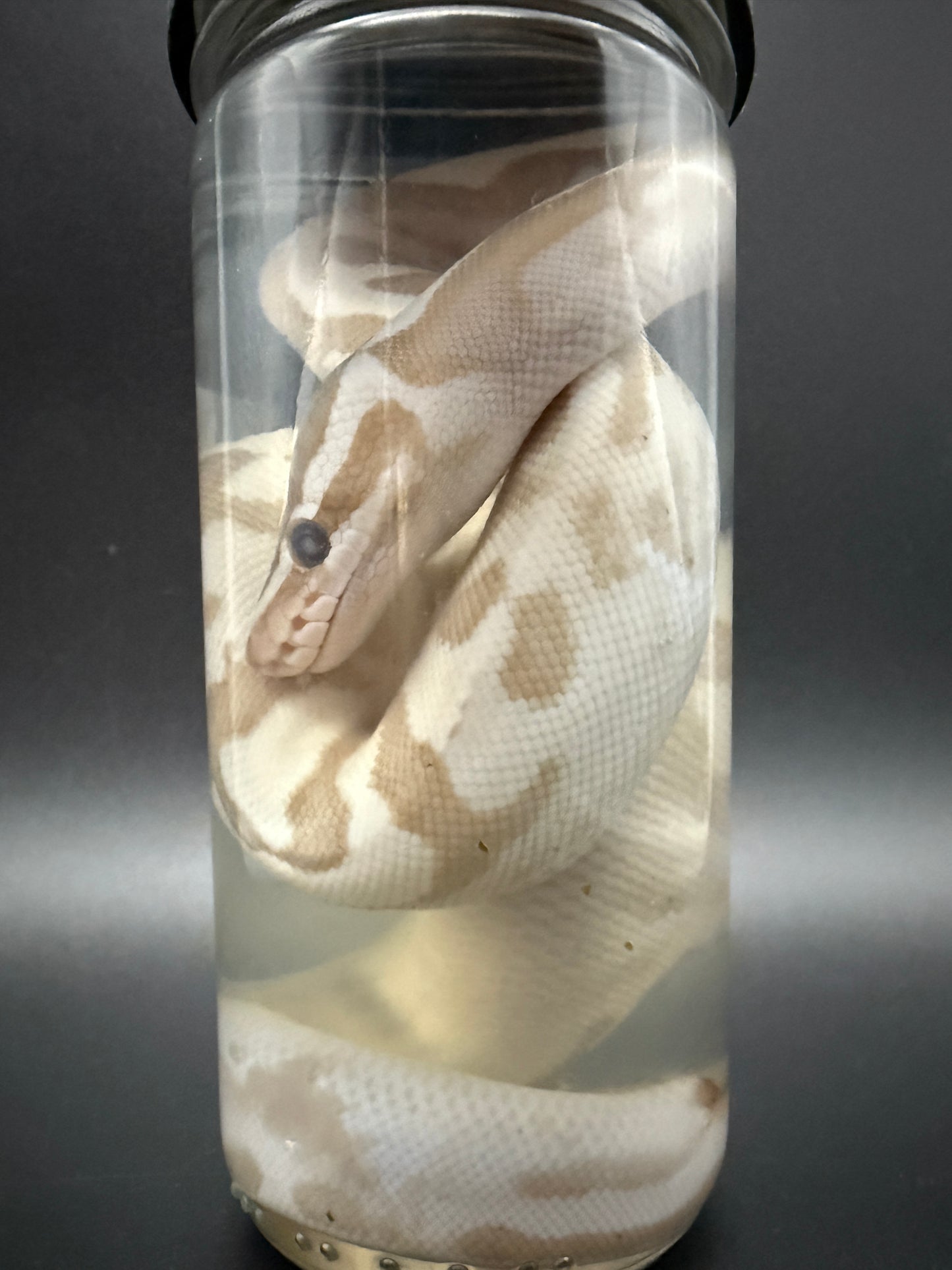Albino Ball Python Wet Specimen