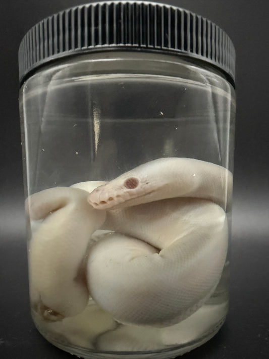 Albino Ball Python Wet Specimen