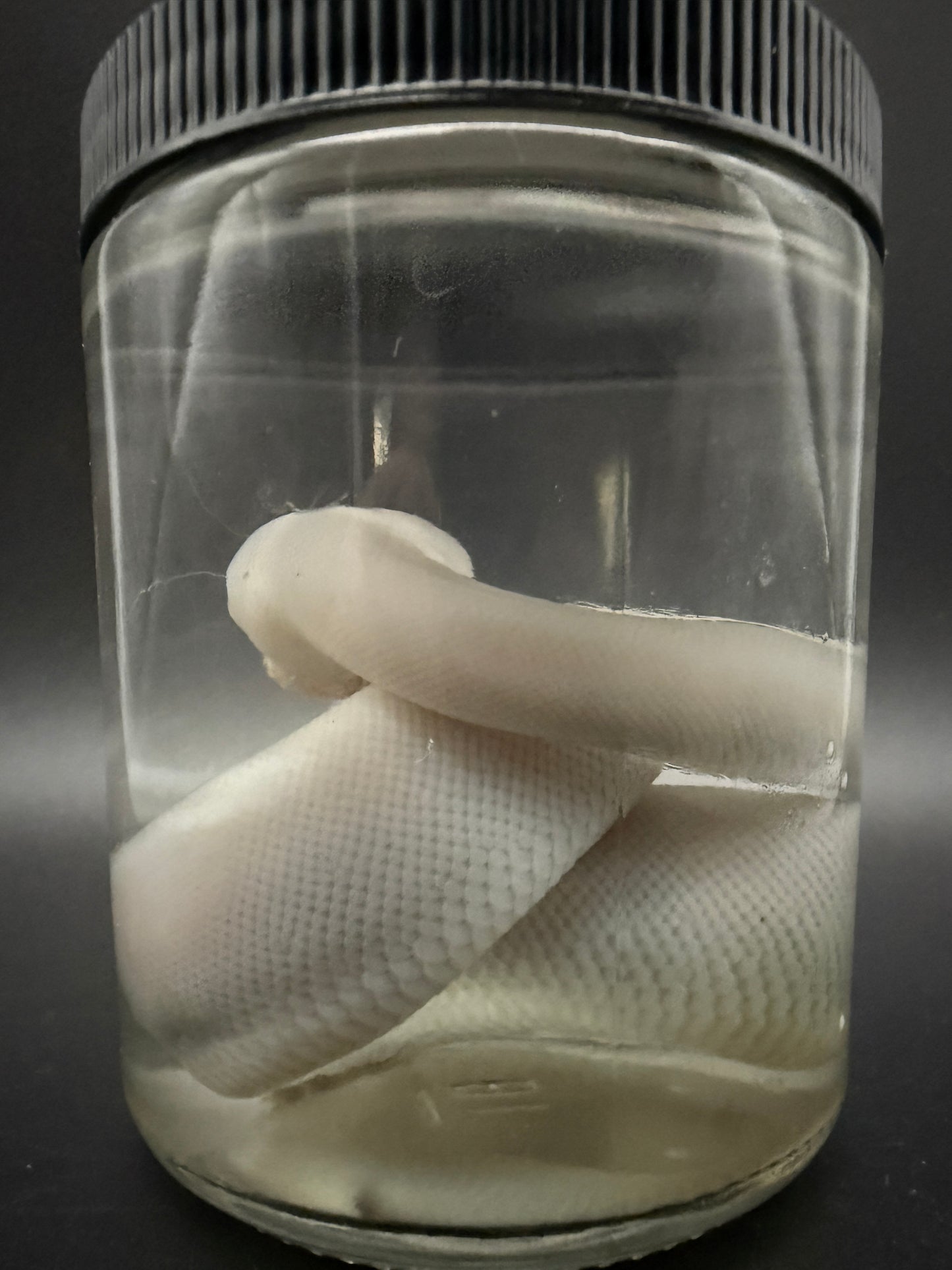 Albino Ball Python Wet Specimen