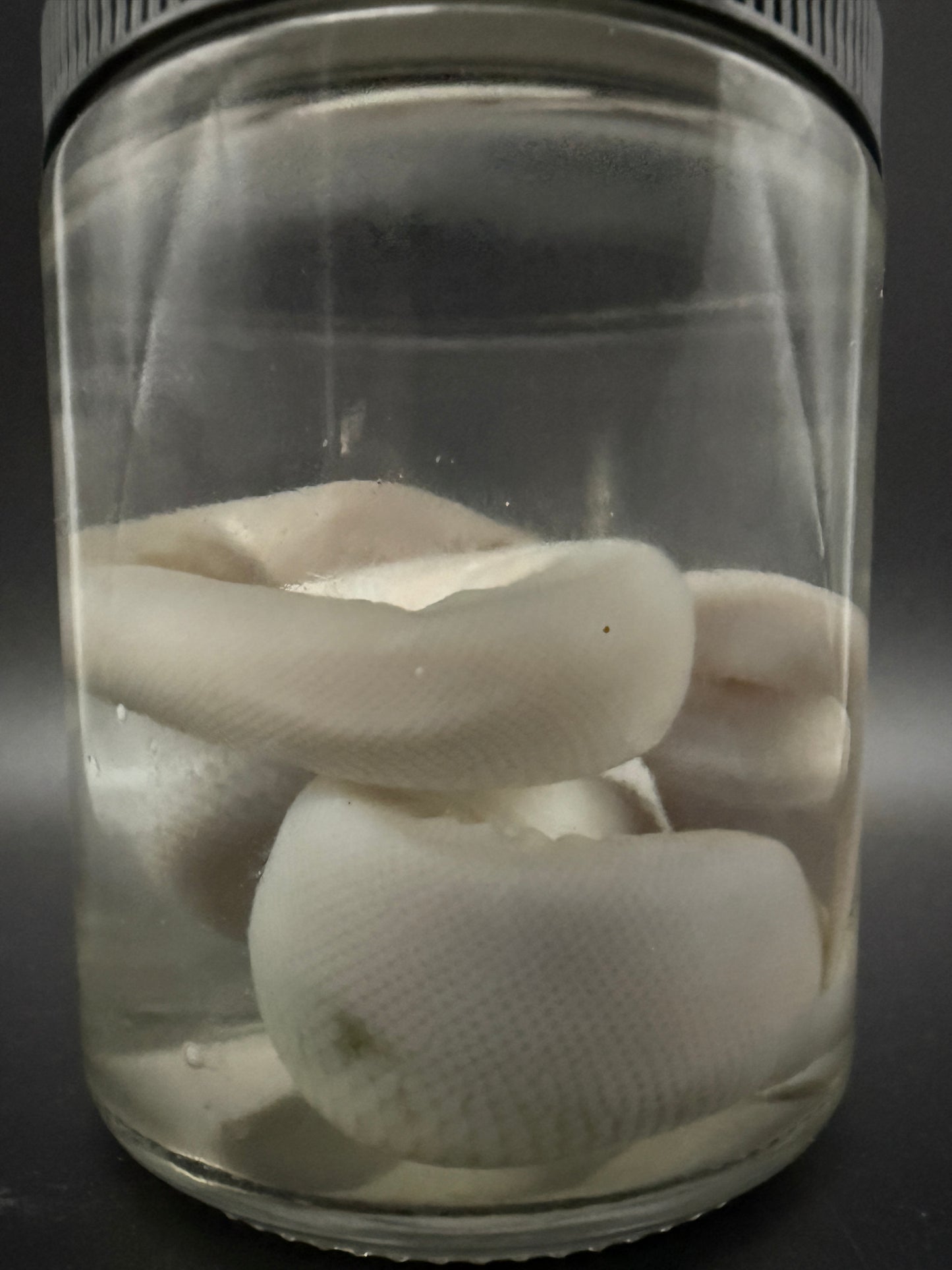 Albino Ball Python Wet Specimen