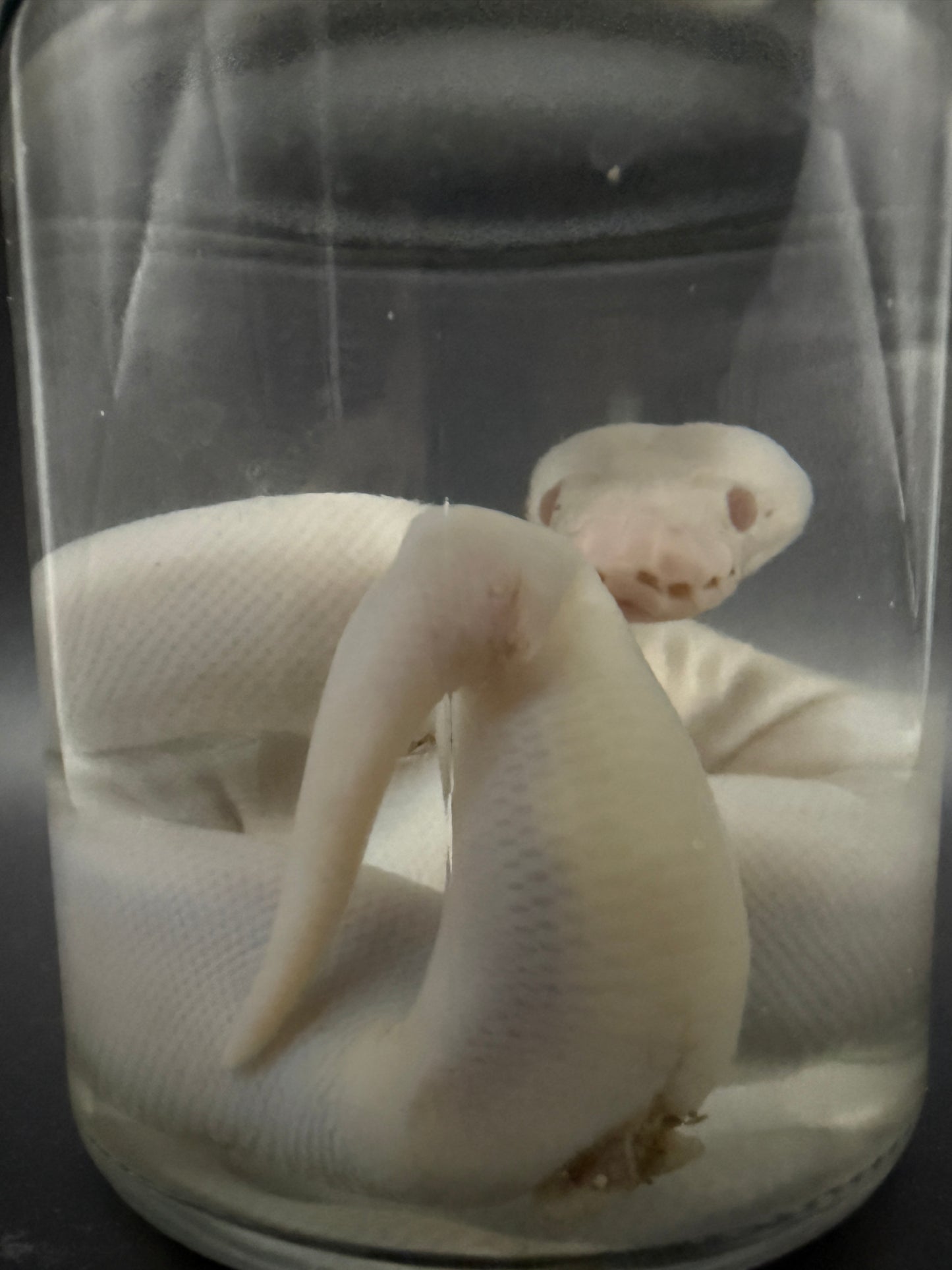 Albino Ball Python Wet Specimen