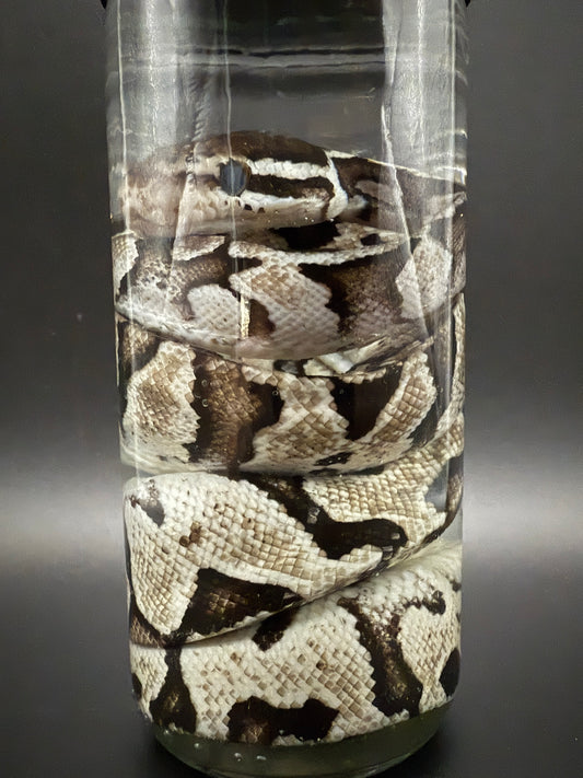 Ball Python Wet Specimen