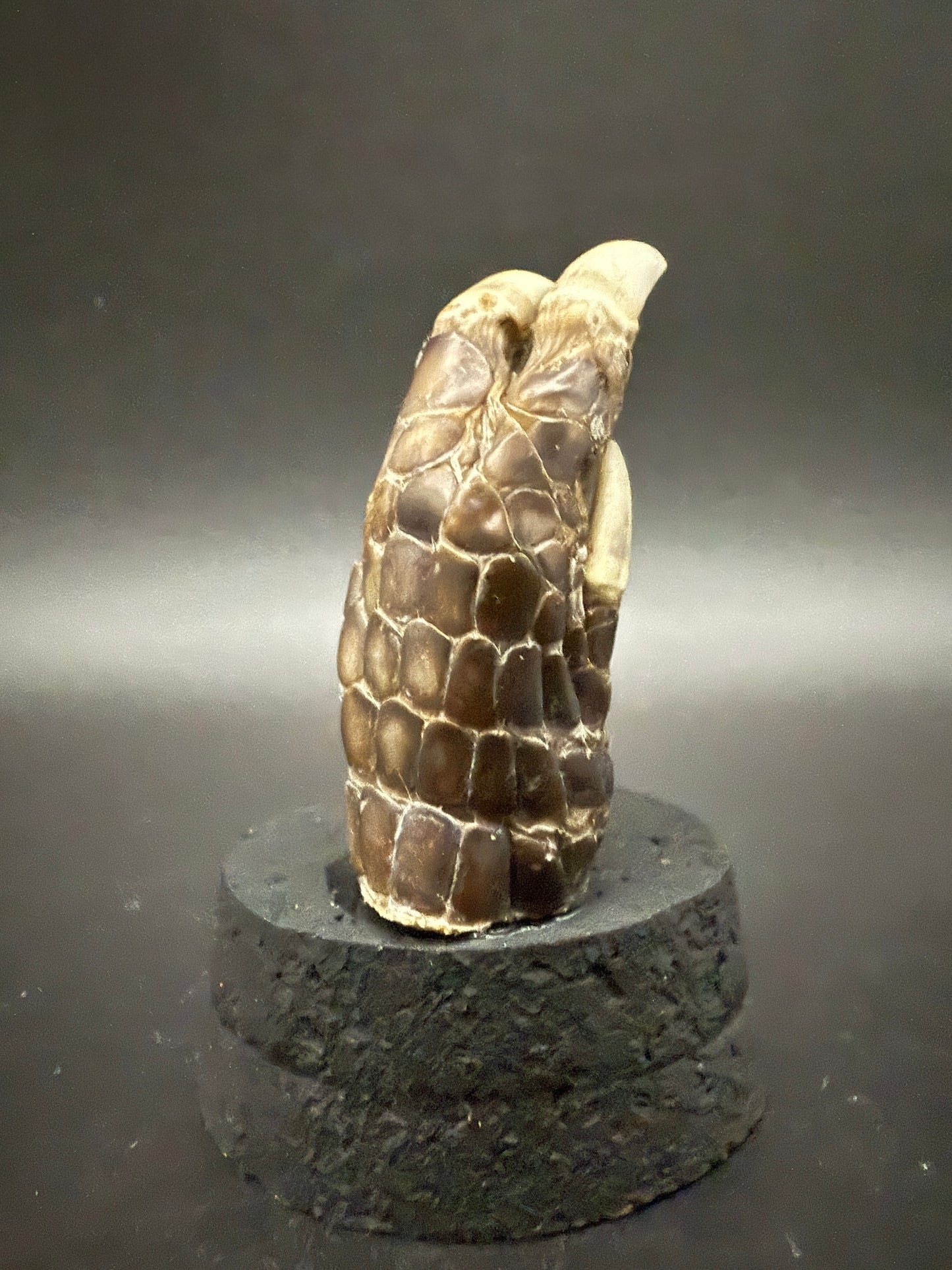 Mummified Armadillo Foot