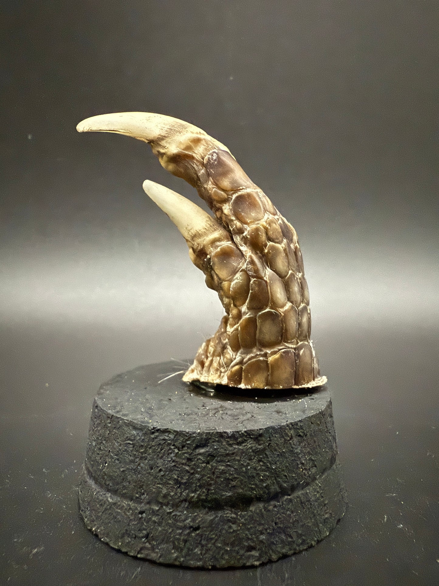 Mummified Armadillo Foot