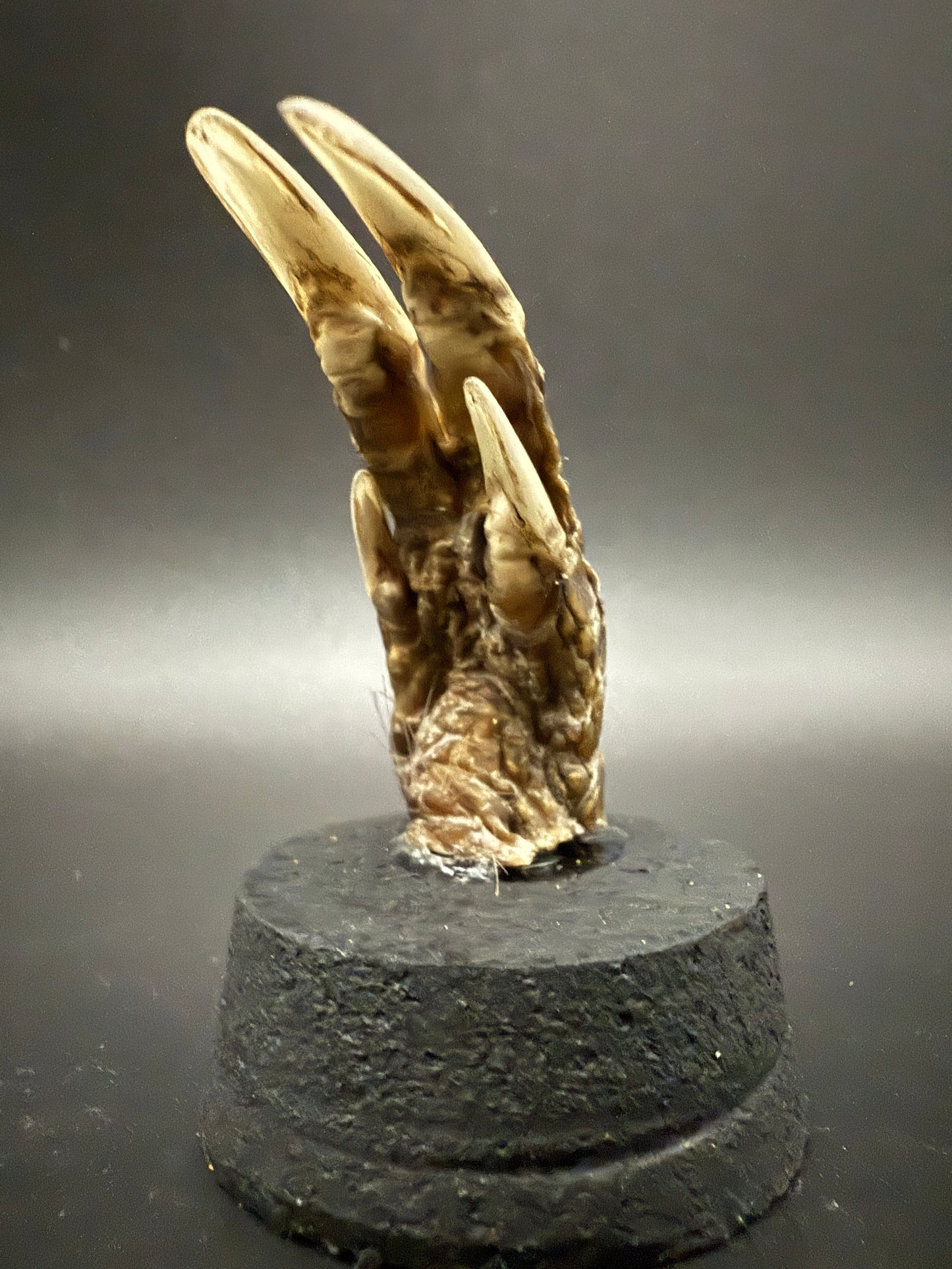 Mummified Armadillo Foot