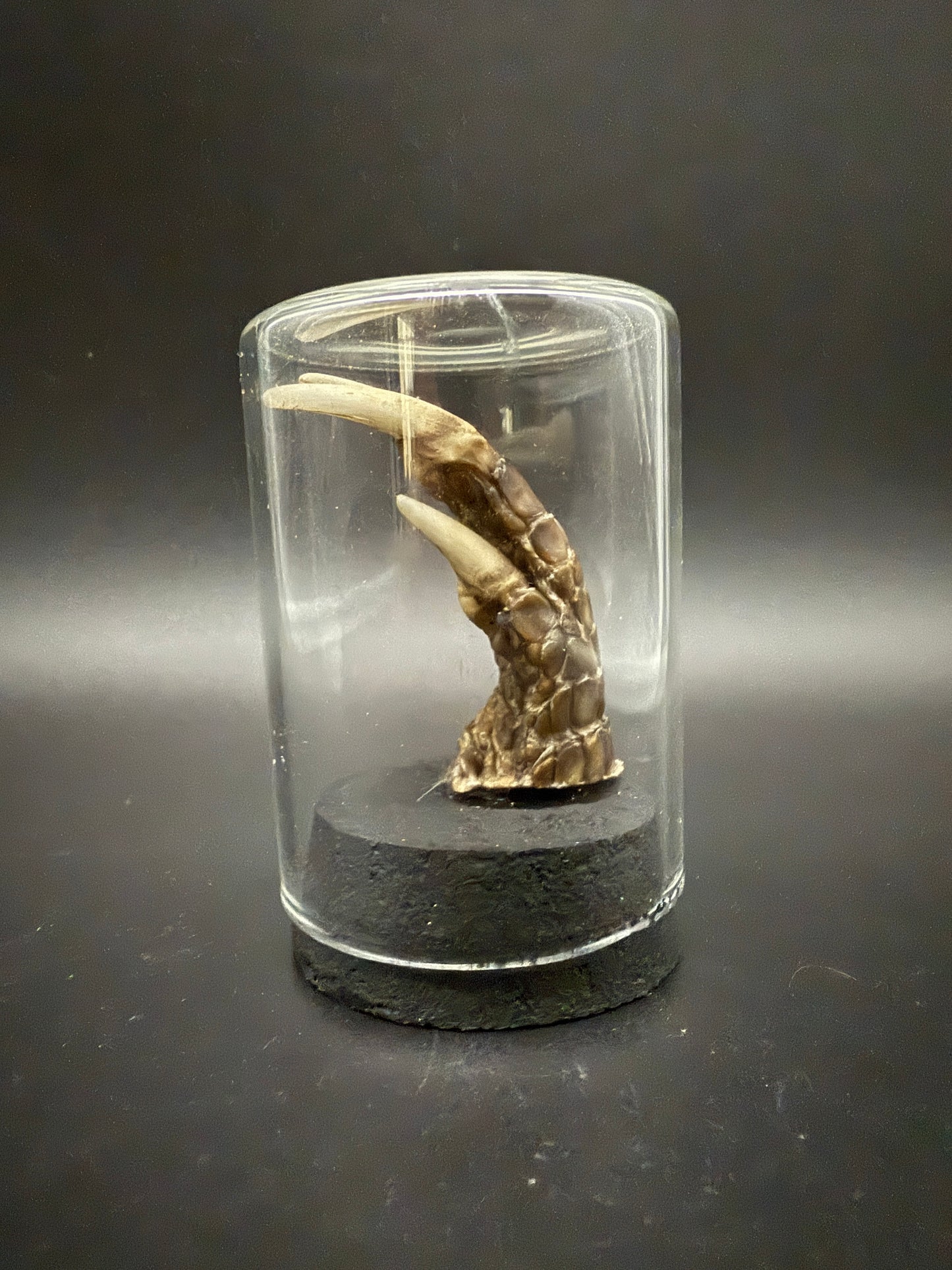 Mummified Armadillo Foot