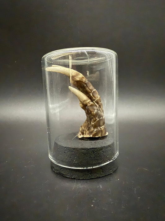 Mummified Armadillo Foot
