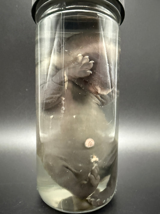 Fetal Raccoon Wet Specimen