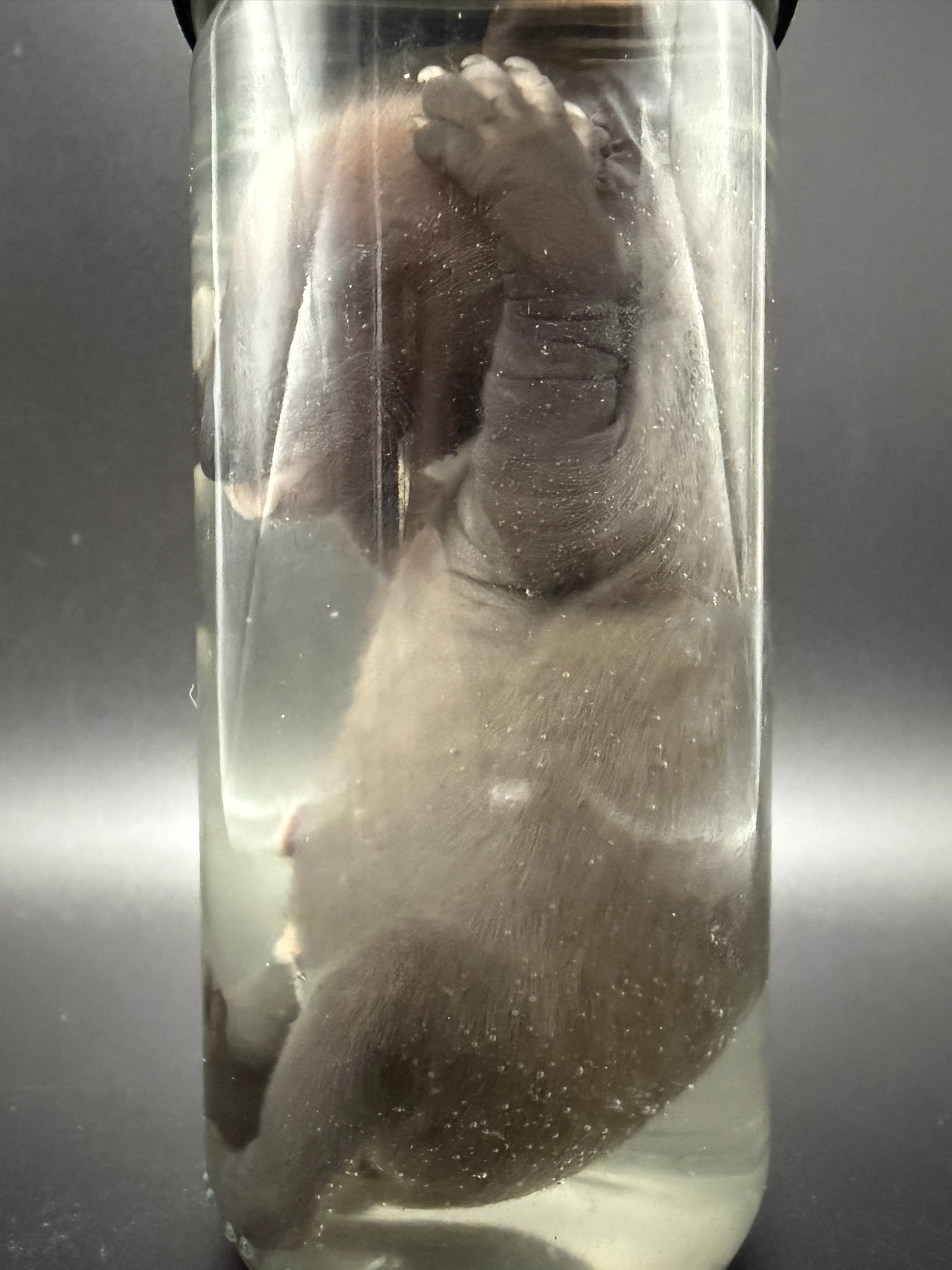 Fetal Raccoon Wet Specimen