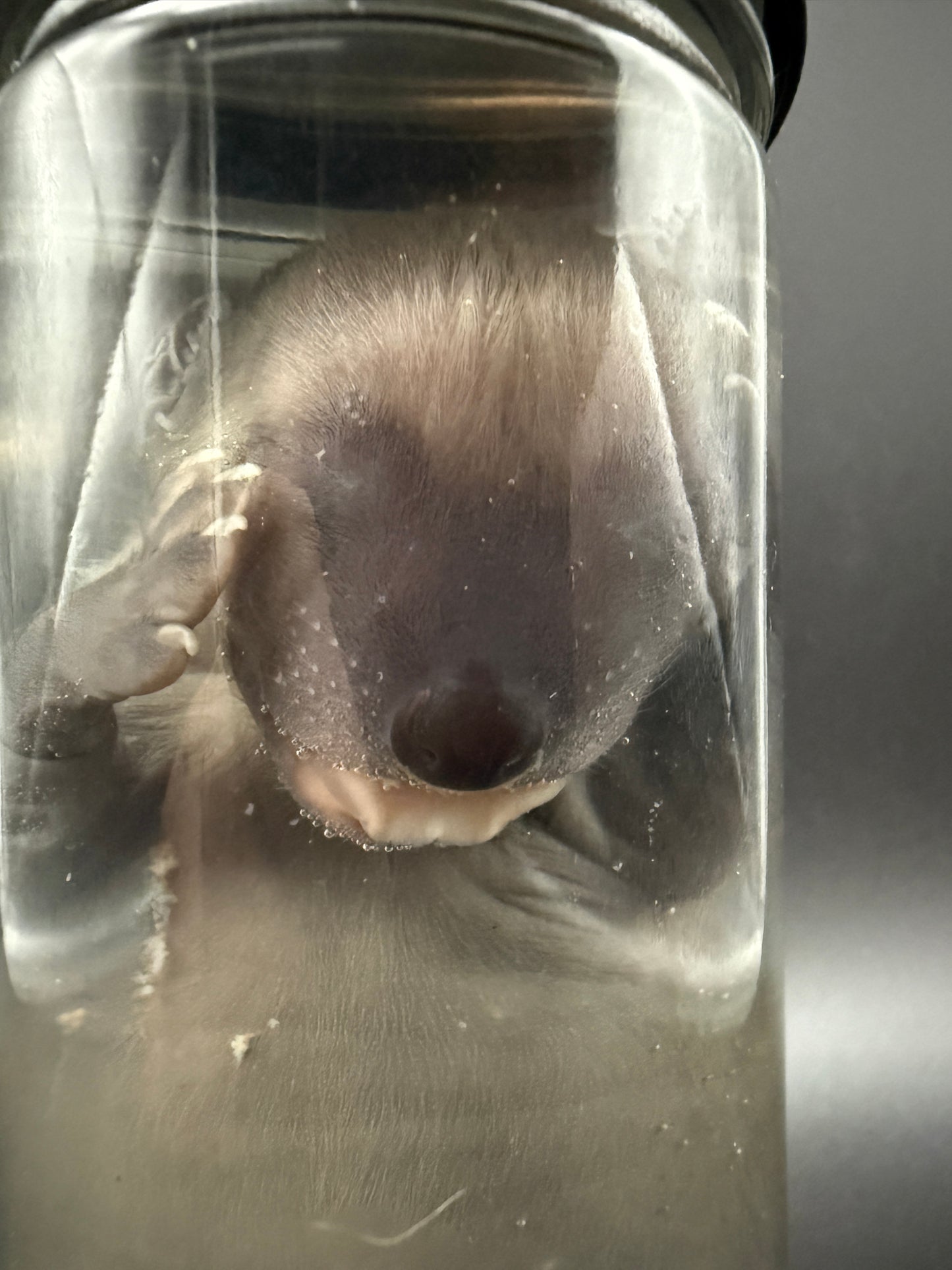 Fetal Raccoon Wet Specimen