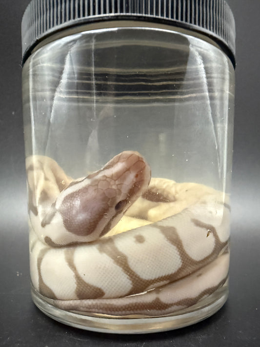Albino Ball Python Wet Specimen