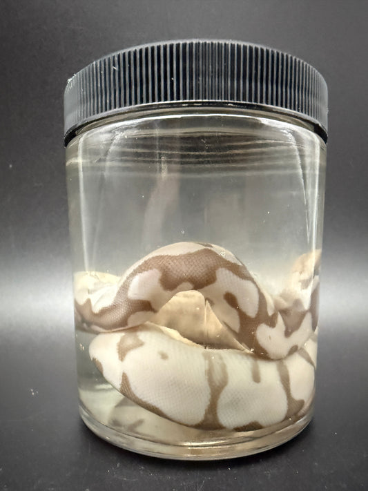 Albino Ball Python Wet Specimen