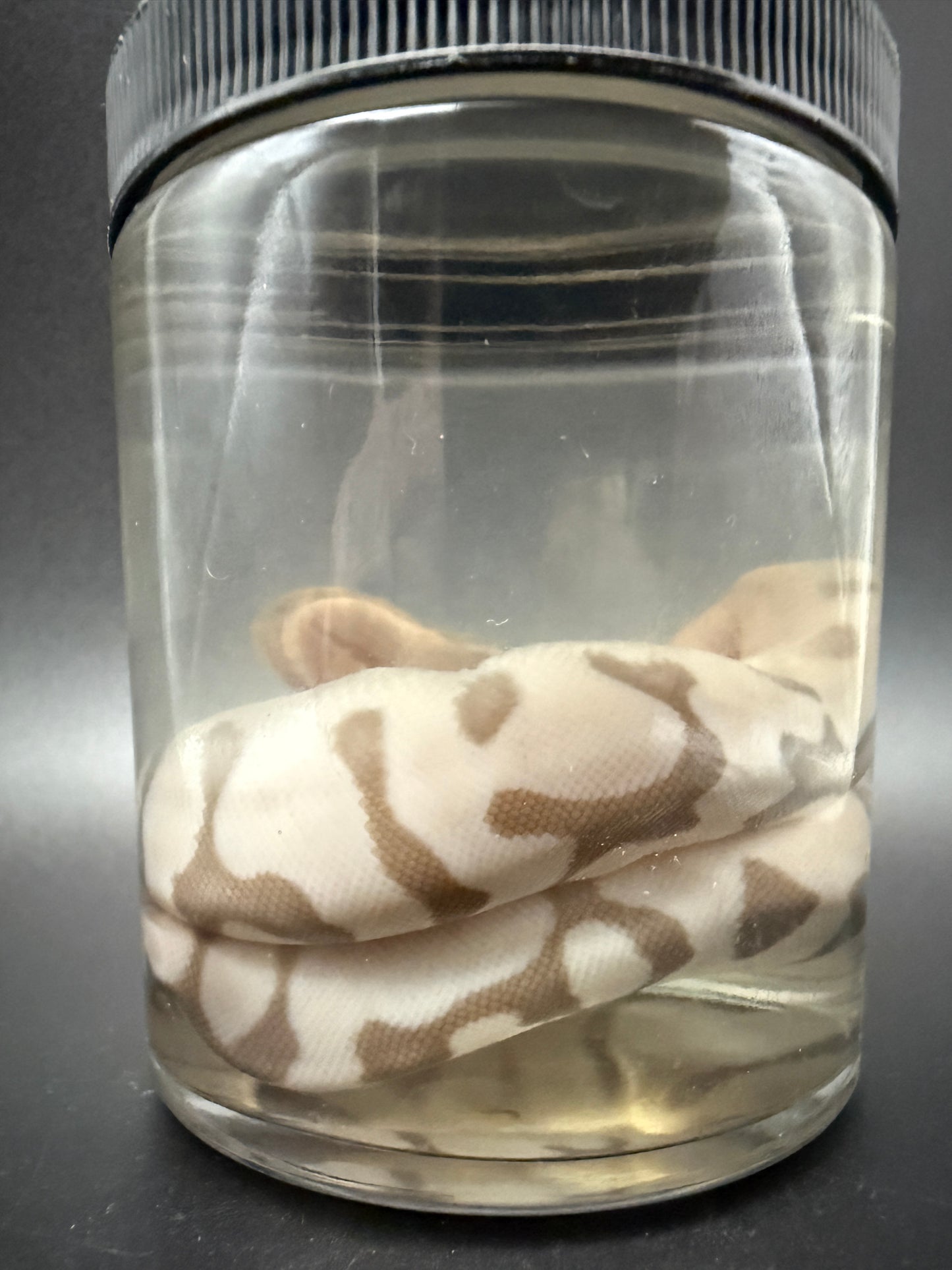 Albino Ball Python Wet Specimen