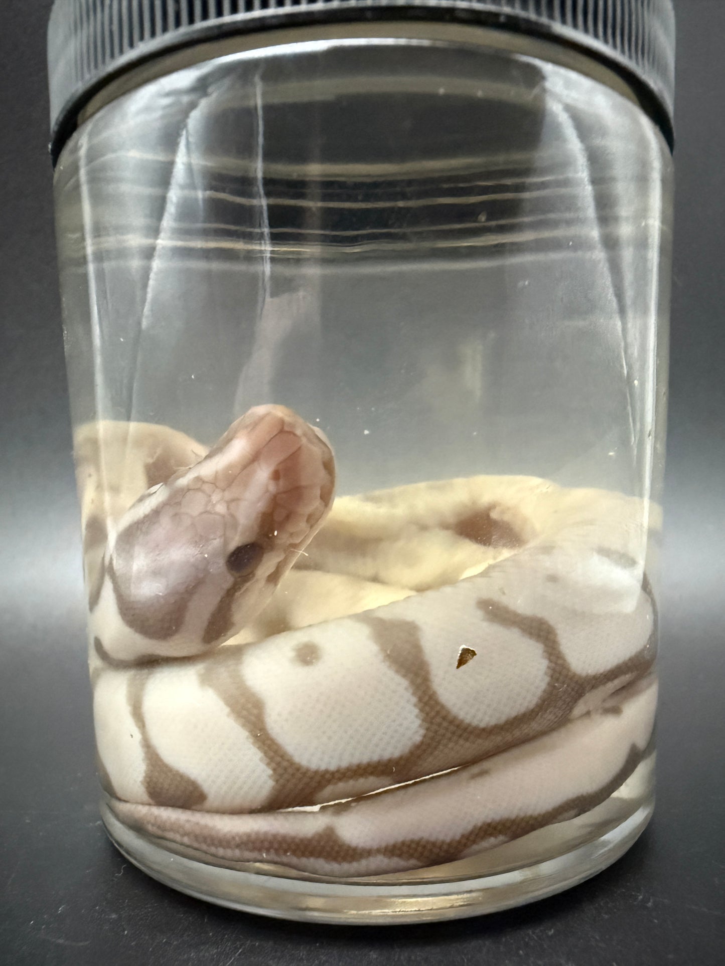 Albino Ball Python Wet Specimen