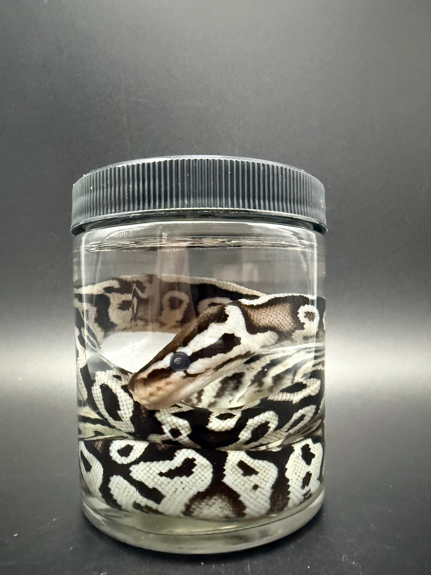 Ball Python Wet Specimen