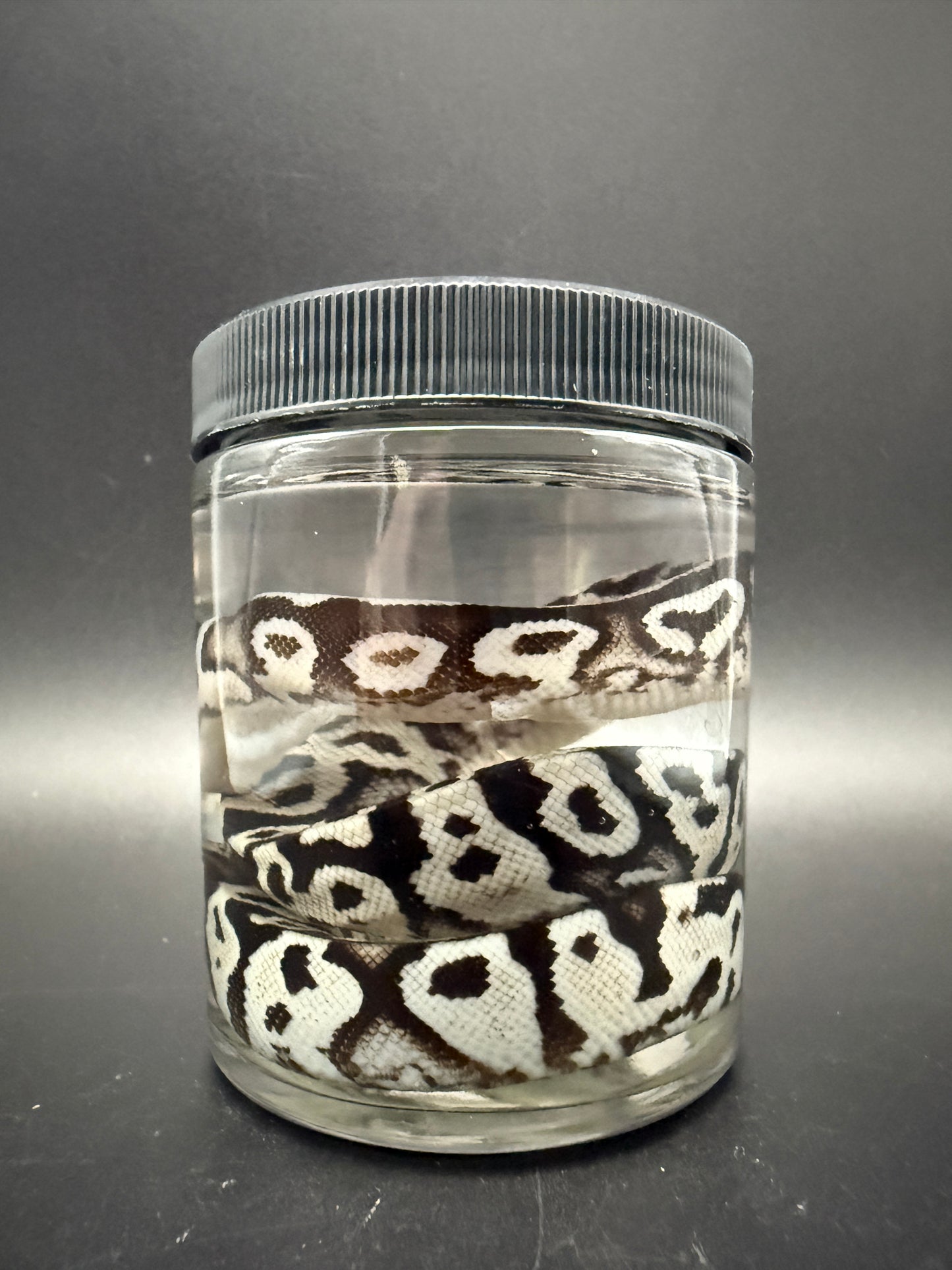Ball Python Wet Specimen