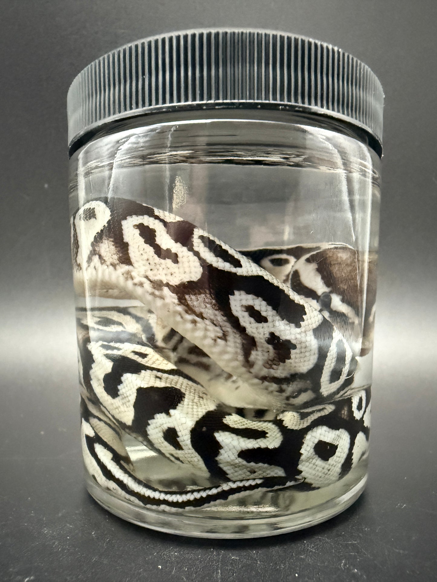 Ball Python Wet Specimen
