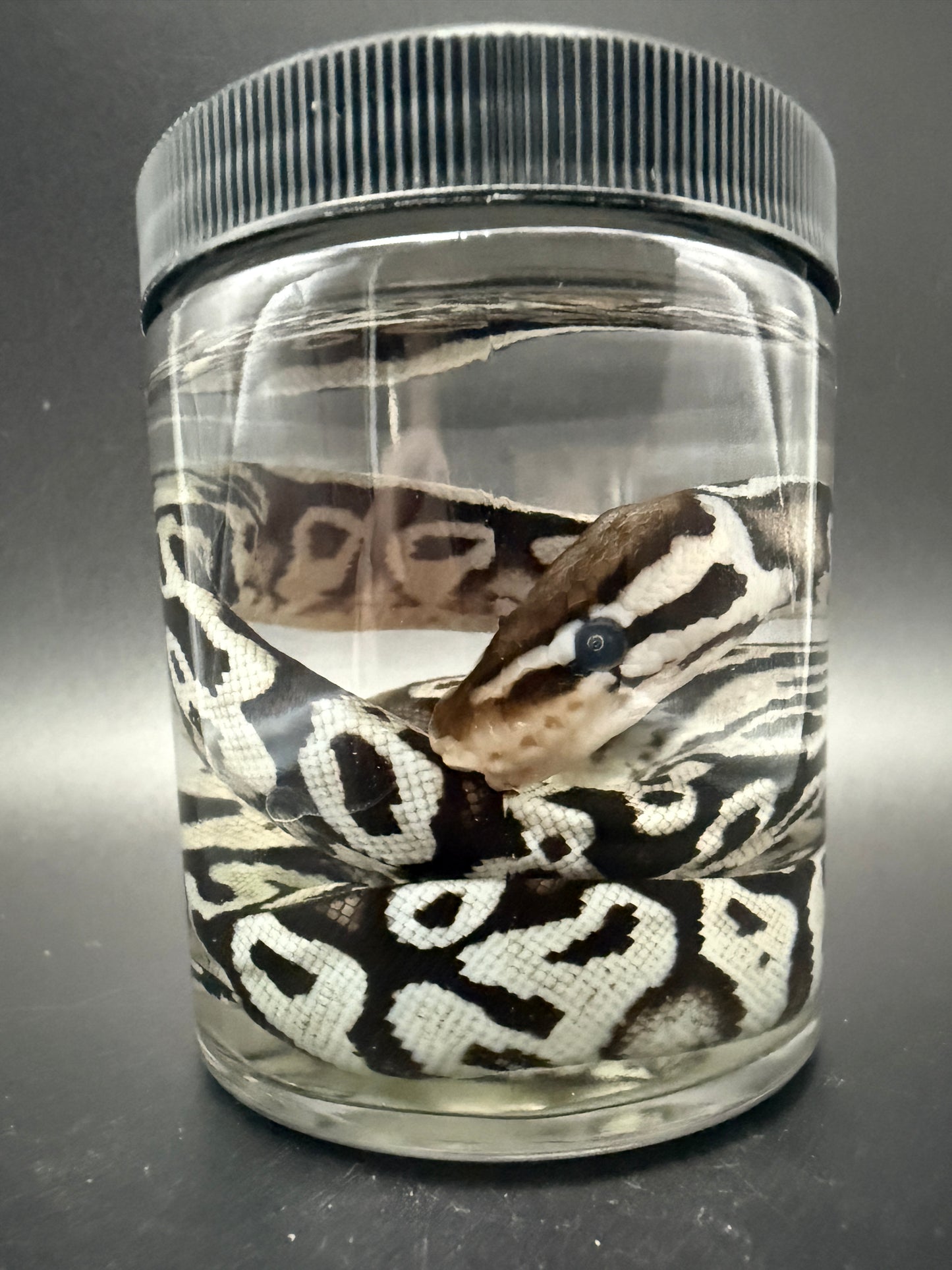 Ball Python Wet Specimen