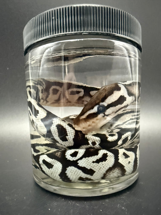 Ball Python Wet Specimen