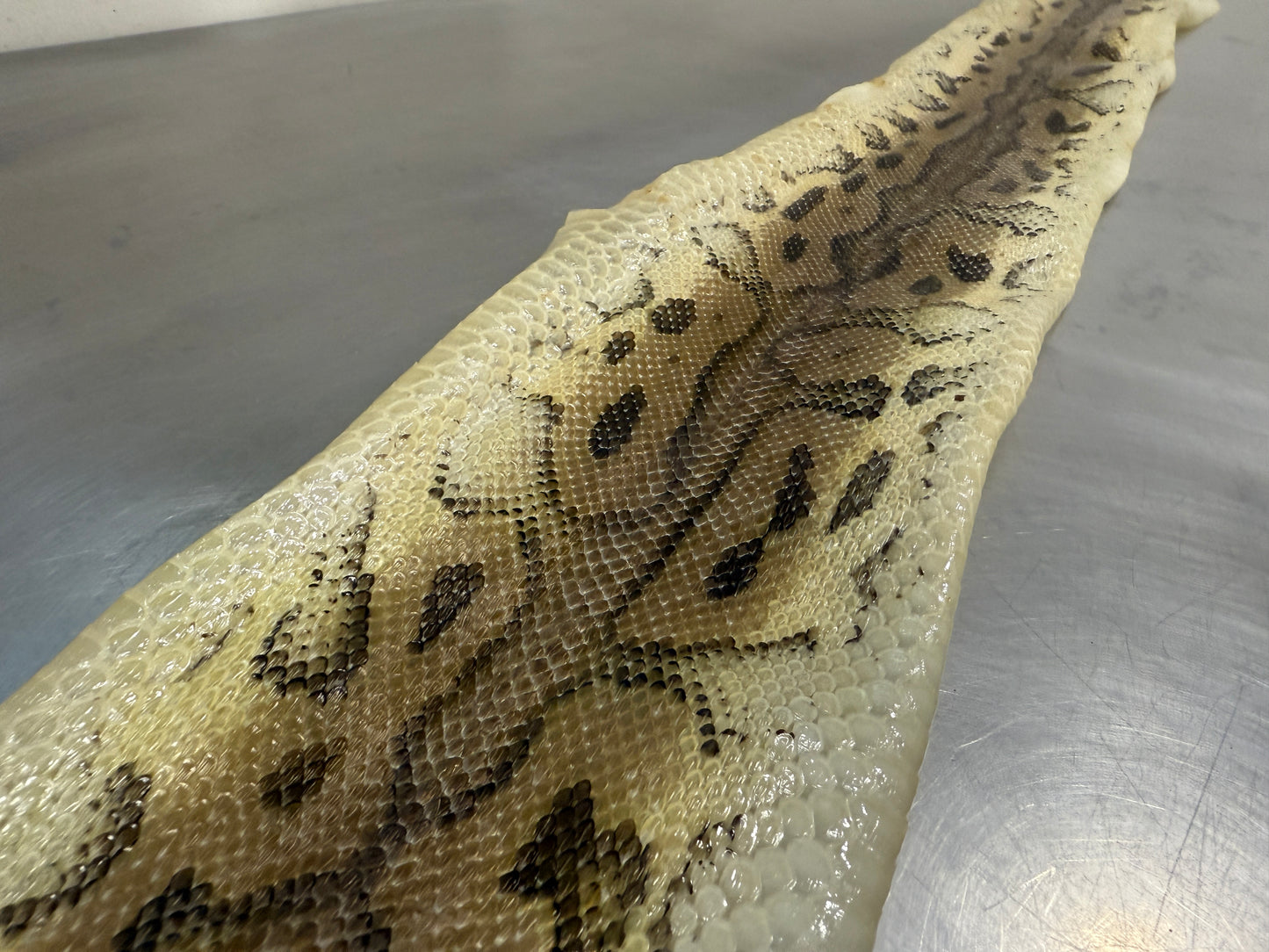 Snake Skin Ball Python