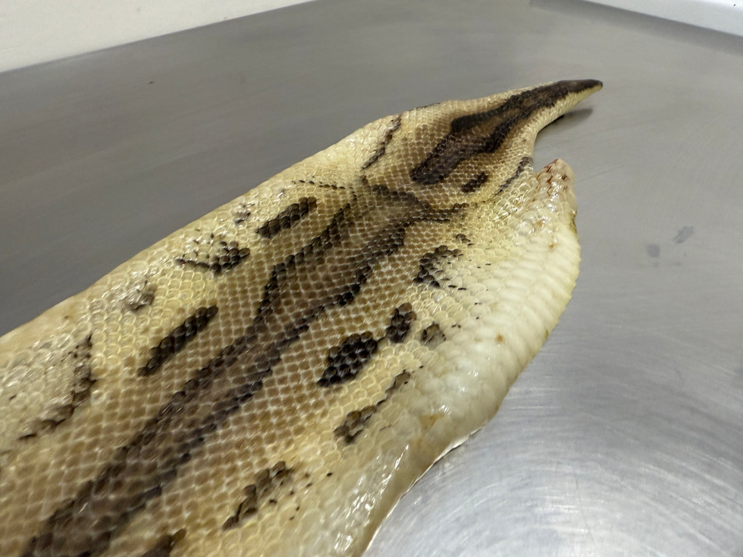 Snake Skin Ball Python