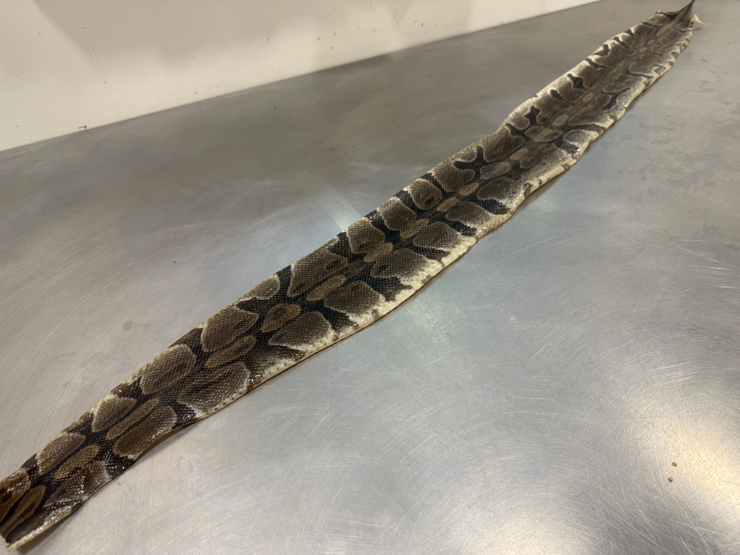 Snake Skin Ball Python