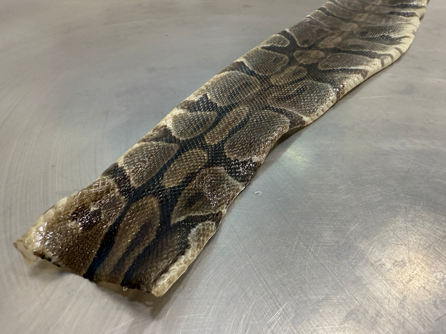 Snake Skin Ball Python