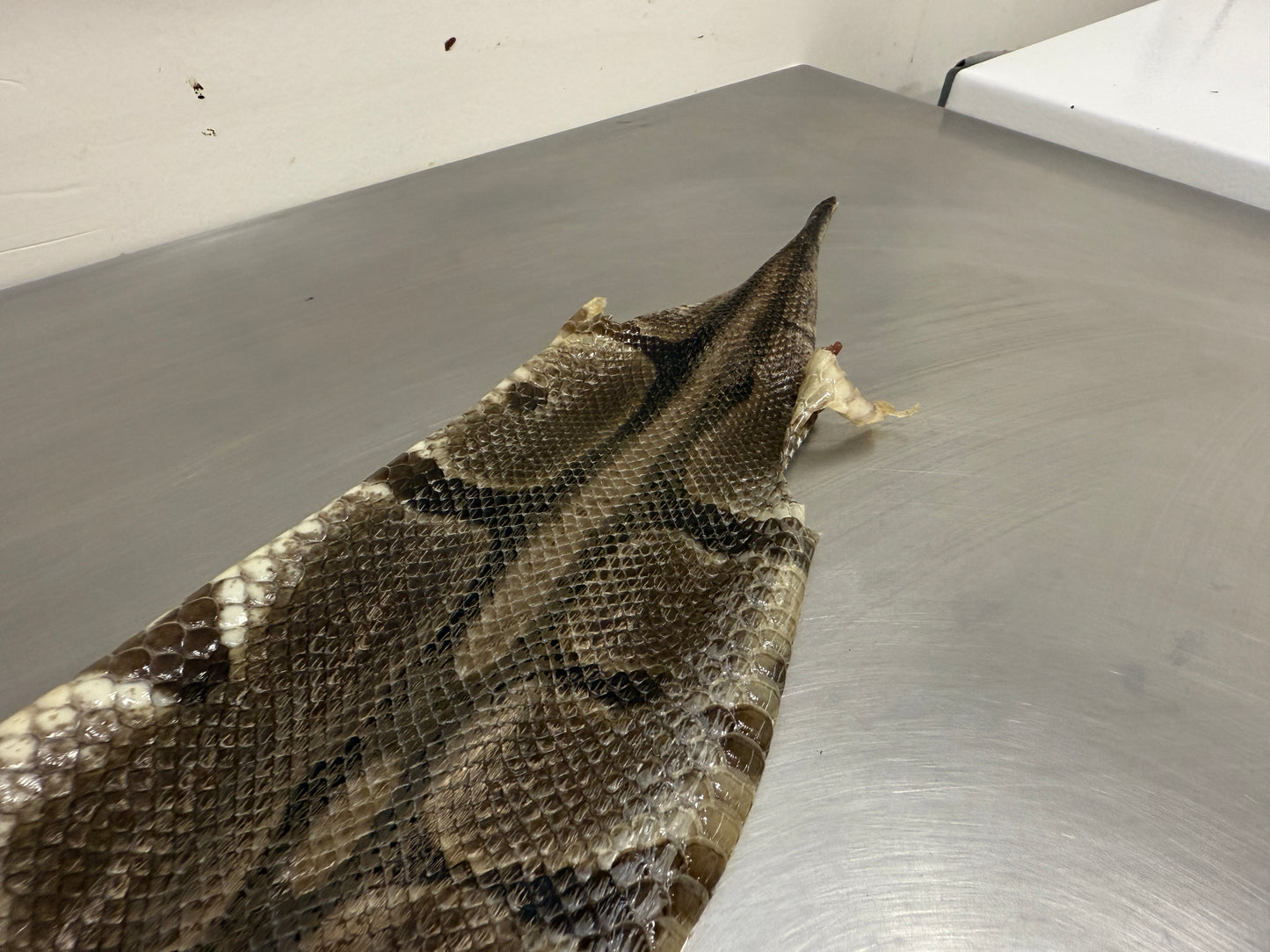 Snake Skin Ball Python