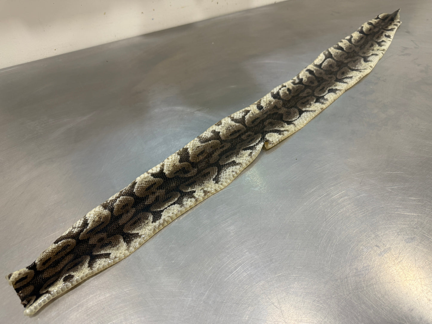 Snake Skin Ball Python