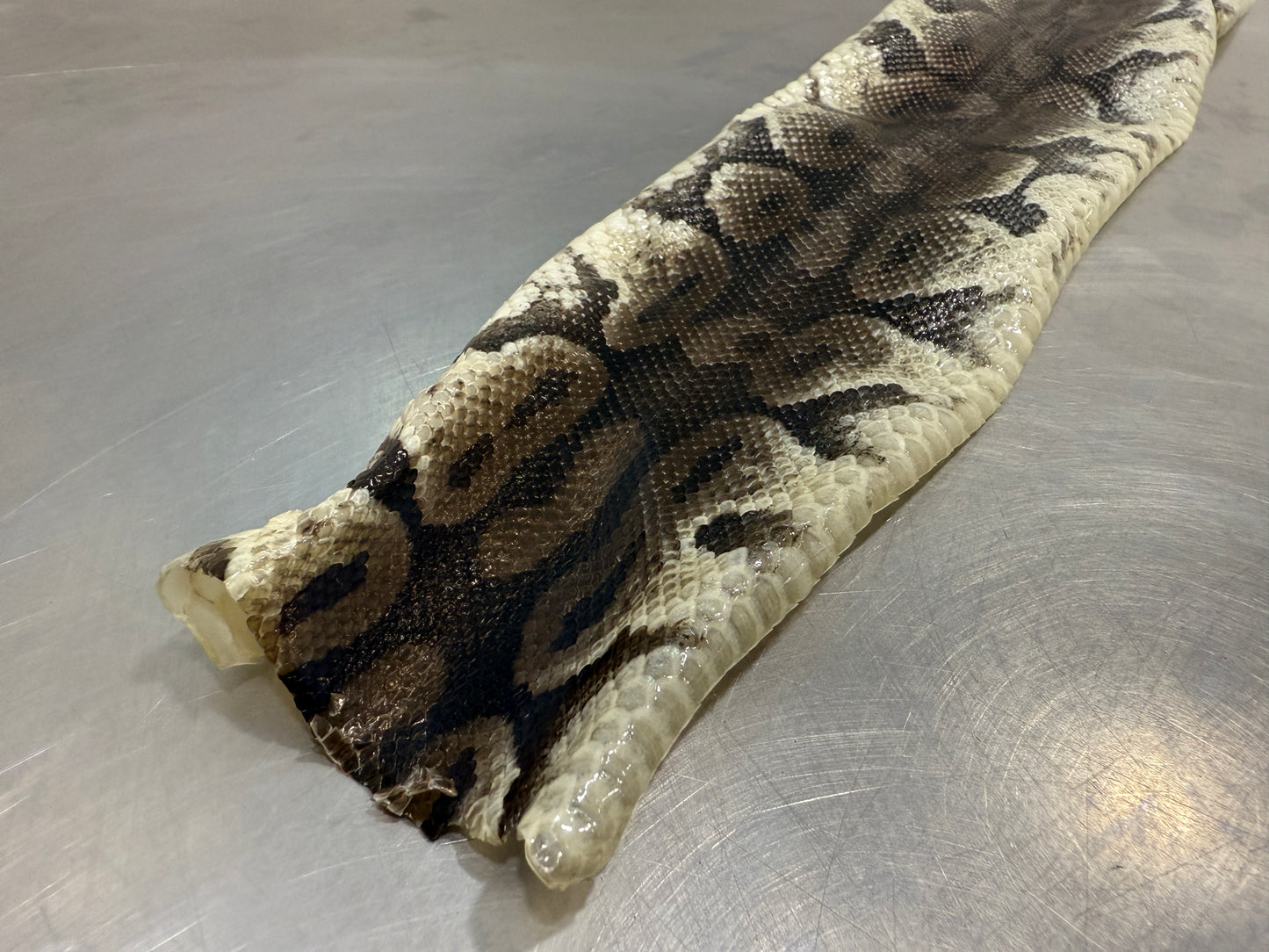Snake Skin Ball Python