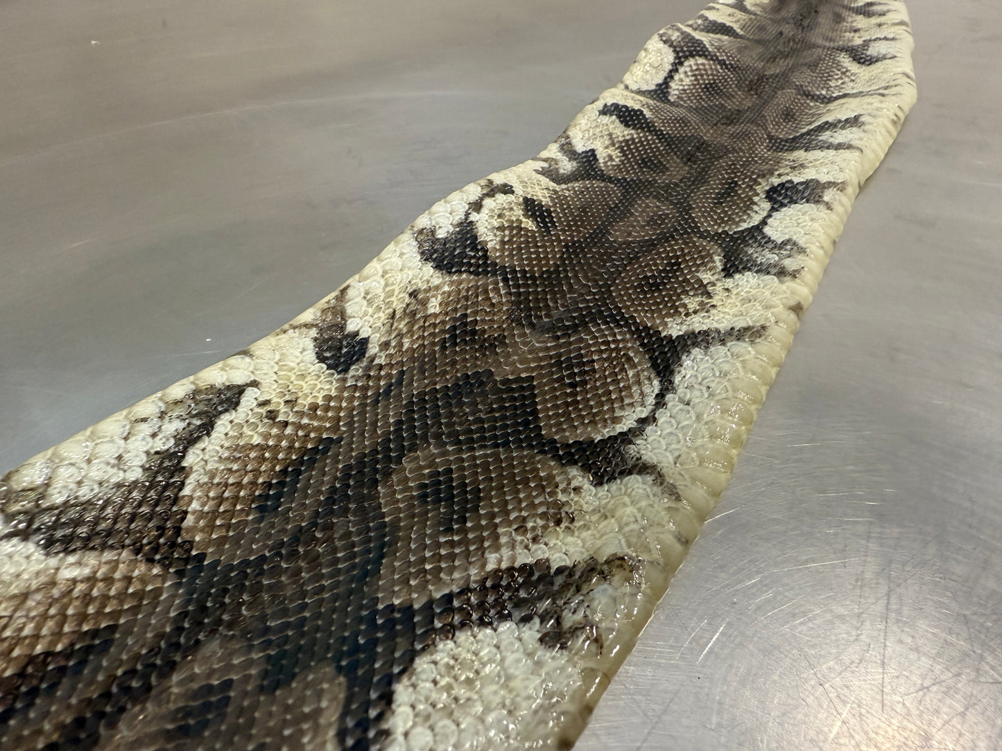 Snake Skin Ball Python