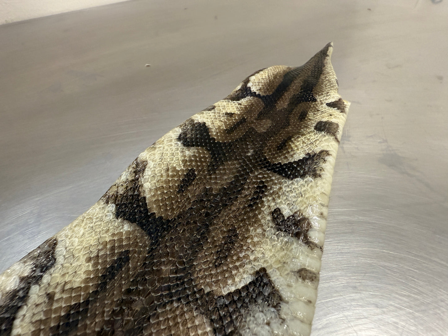 Snake Skin Ball Python