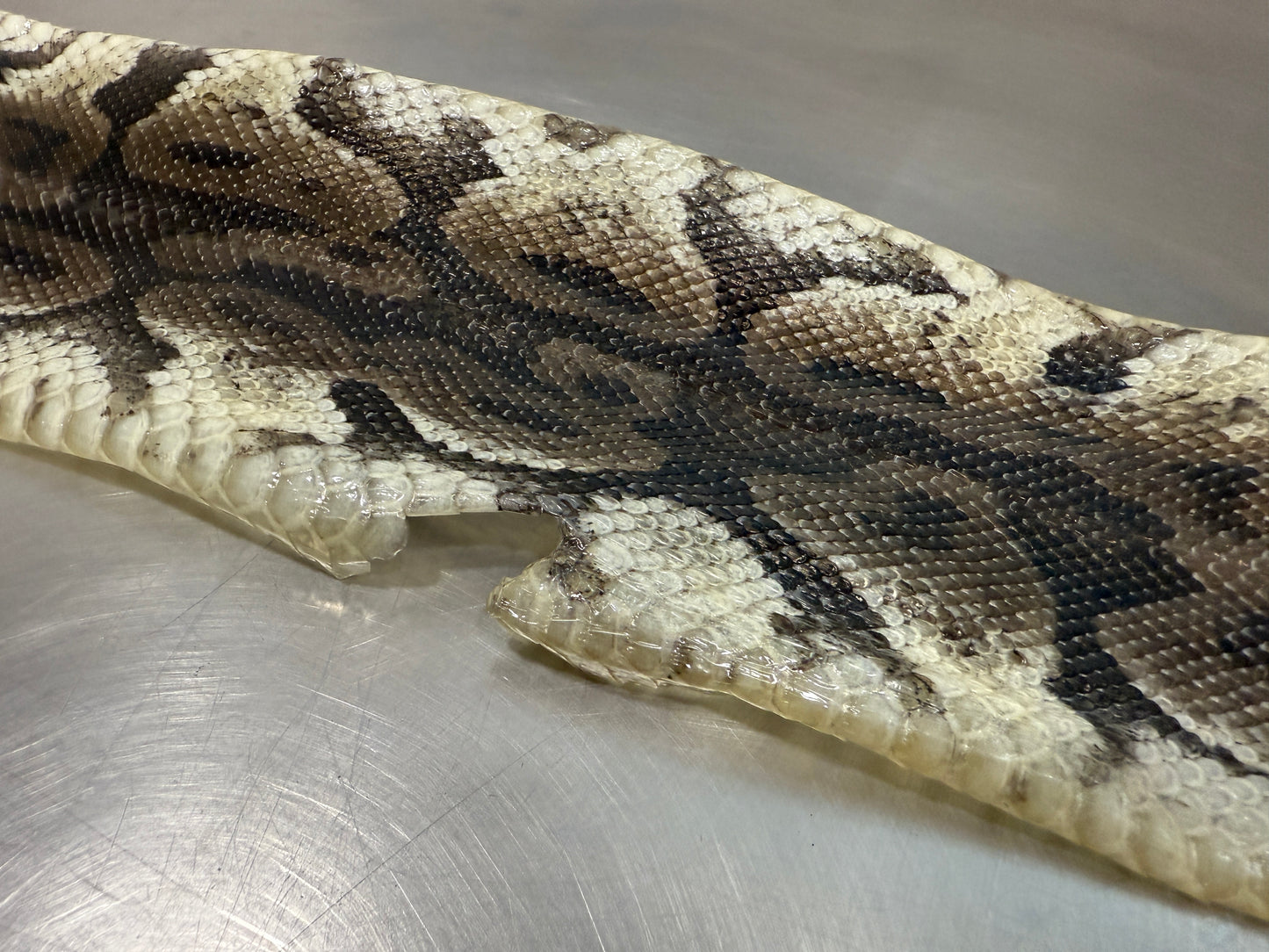 Snake Skin Ball Python