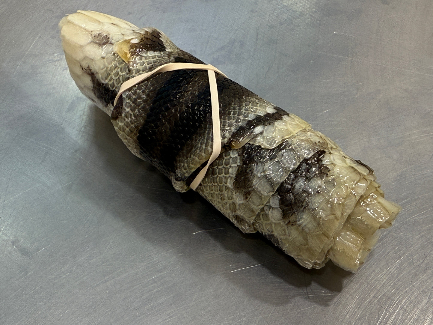 Snake Skin Ball Python