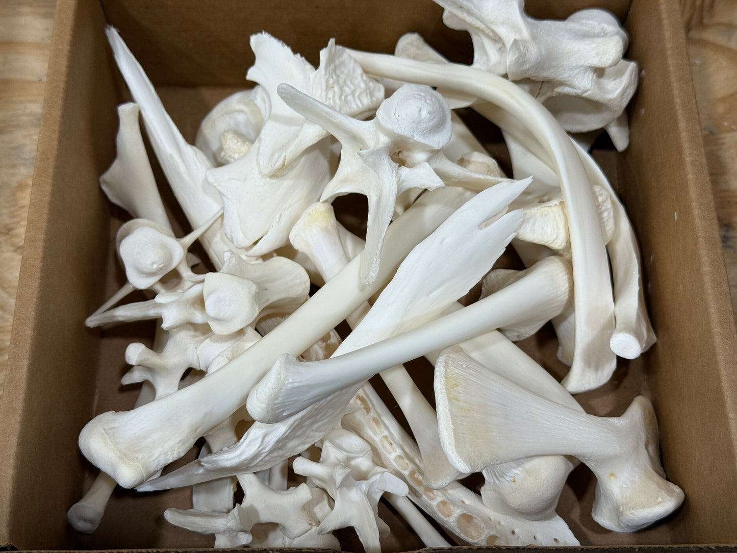 Alligator bones 2 pounds