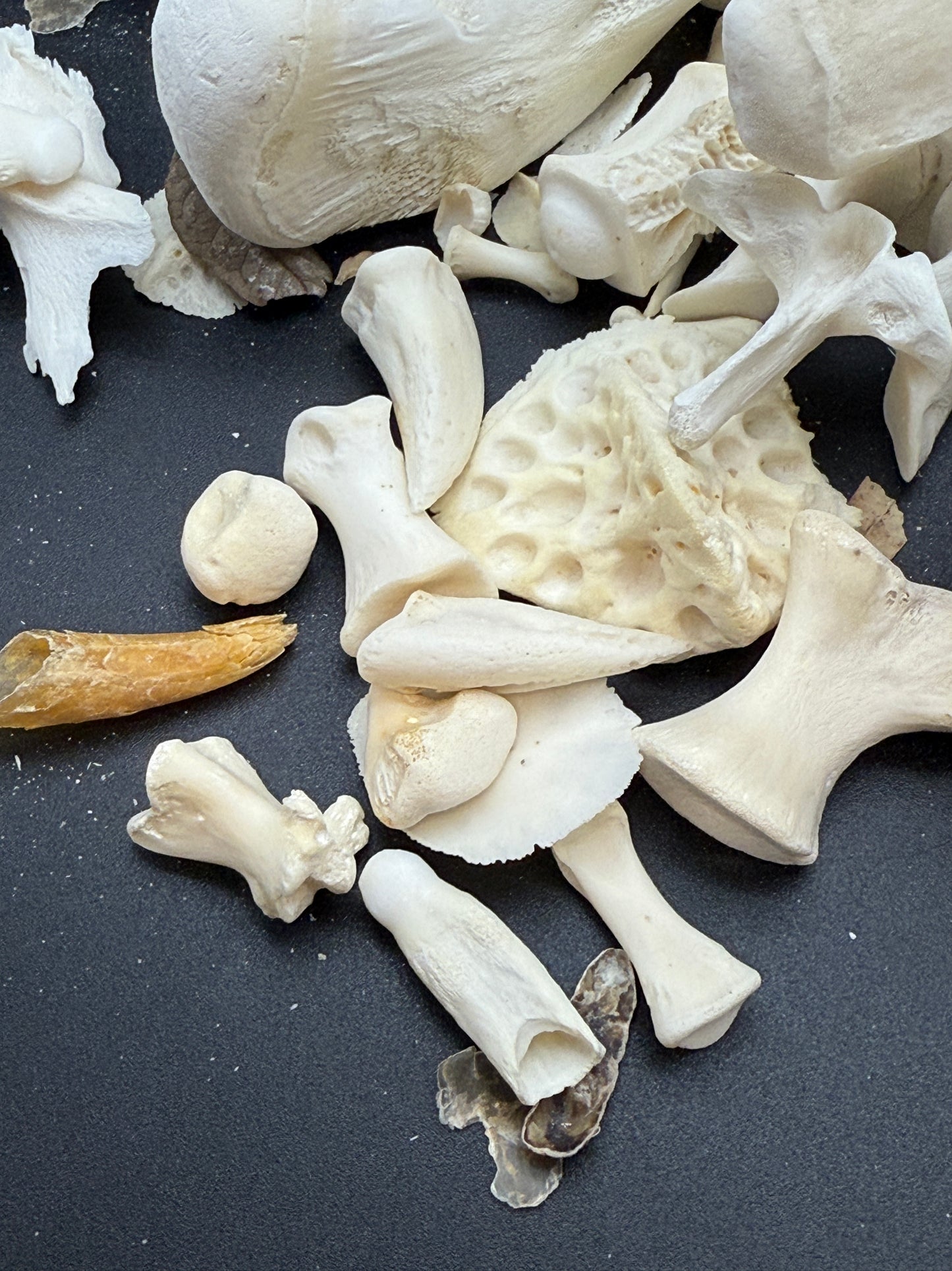 Alligator bones 2 pounds