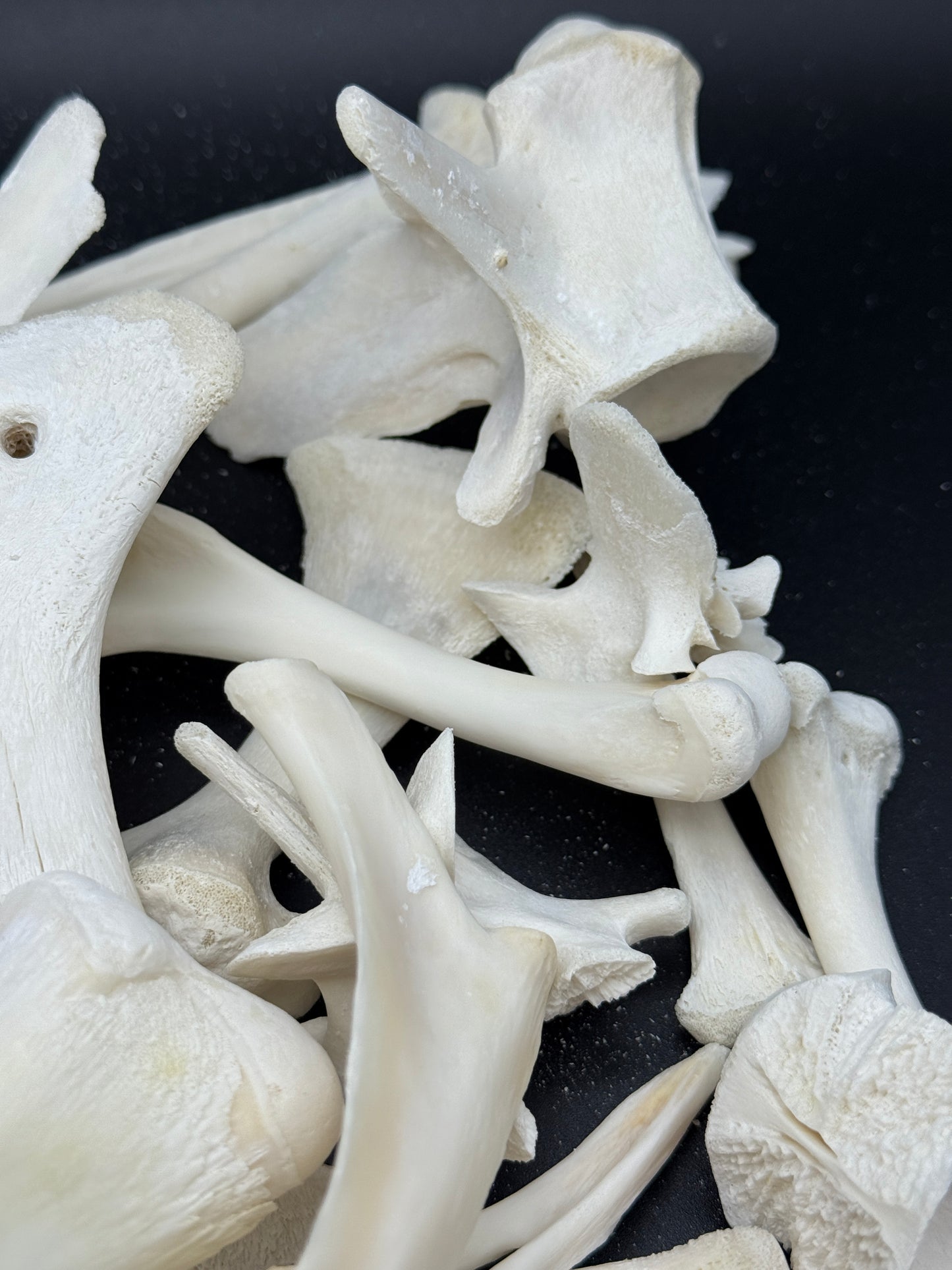 Alligator bones 2 pounds