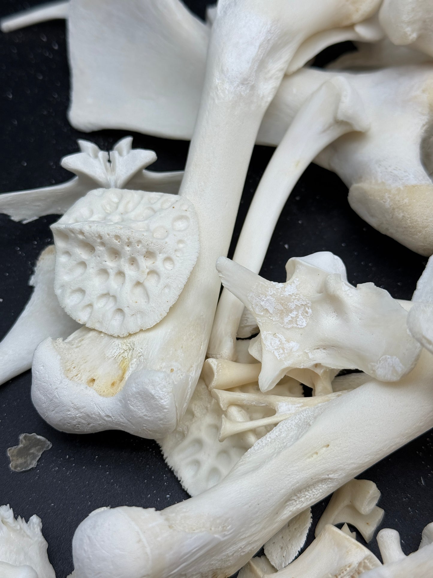 Alligator bones 2 pounds