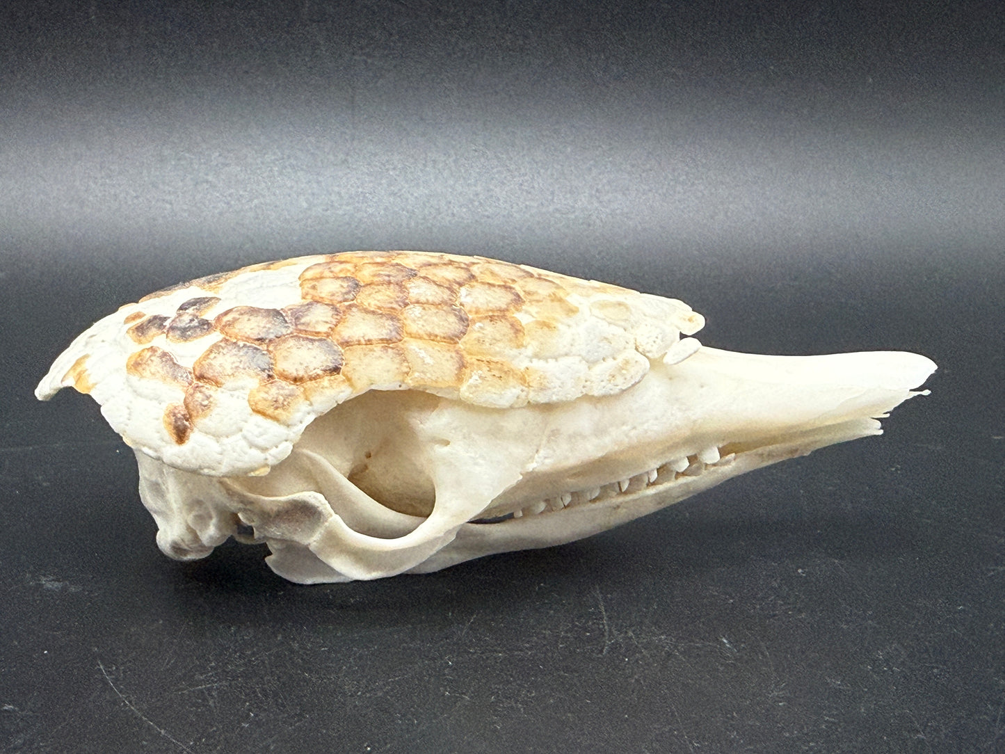 Armadillo Skull
