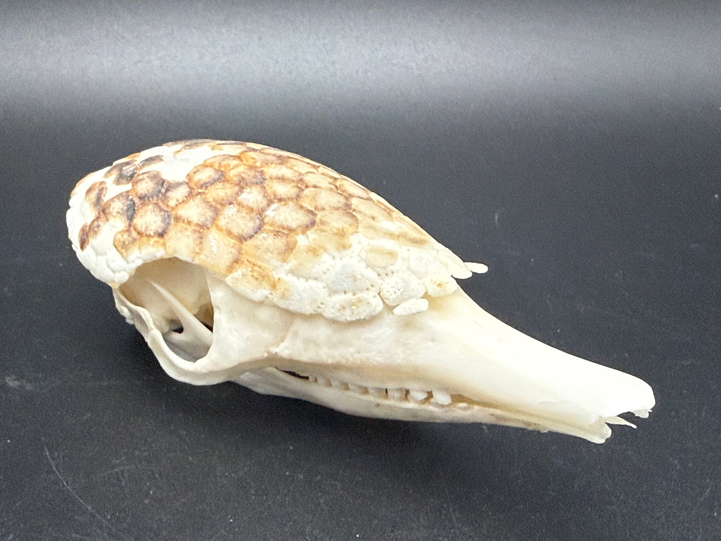 Armadillo Skull