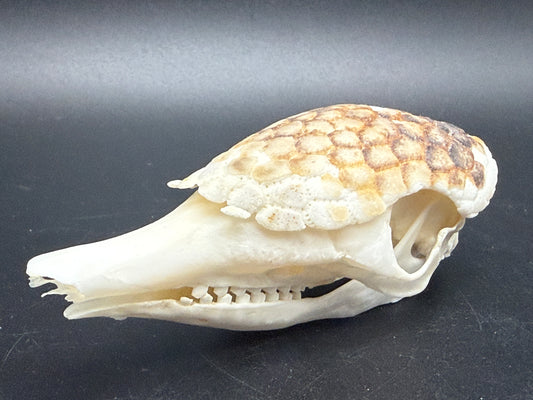 Armadillo Skull