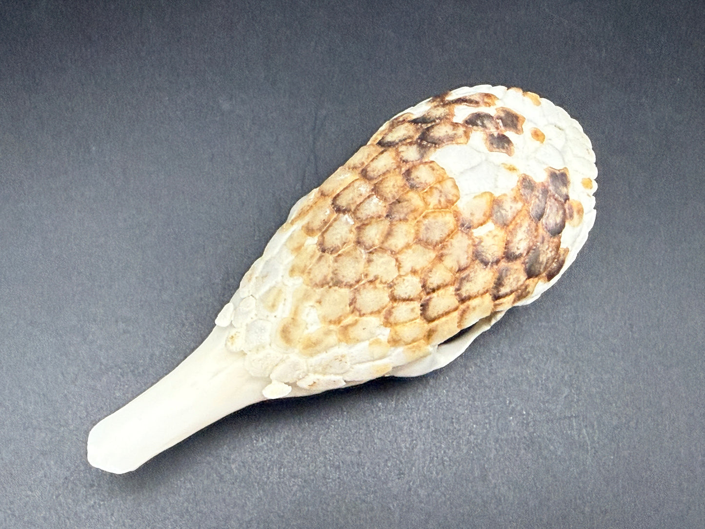 Armadillo Skull