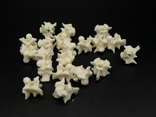Snake Vertebrae x20